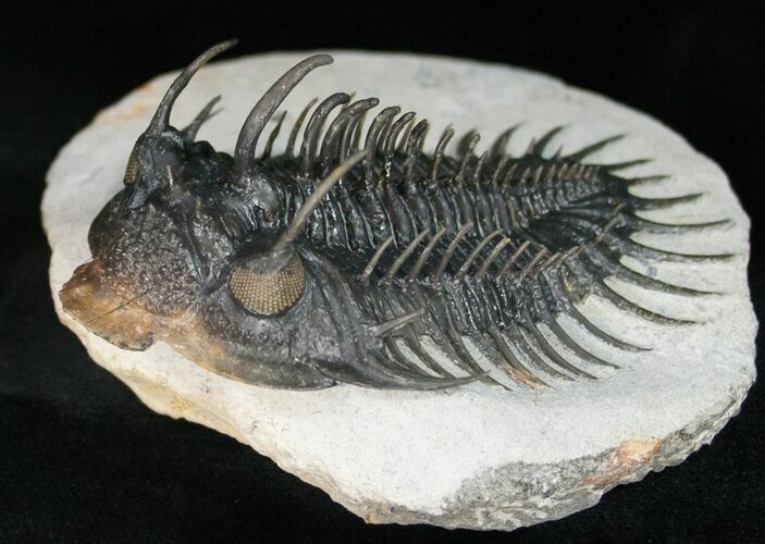 Large Spiny Comura Trilobite - Awesome Eyes! #11927